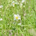 “Unterwegs im Grünen”: Stadt lädt Interessierte ein, den Frühling zu erkunden und Neues zu lernen