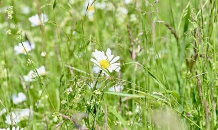 Im Juni bietet die Stadt fünf Führungen im Grünen an