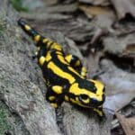 “Tag des Feuersalamanders” am 3. September