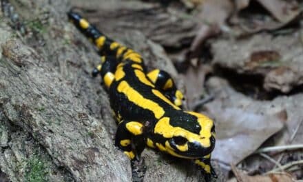 “Tag des Feuersalamanders” am 3. September