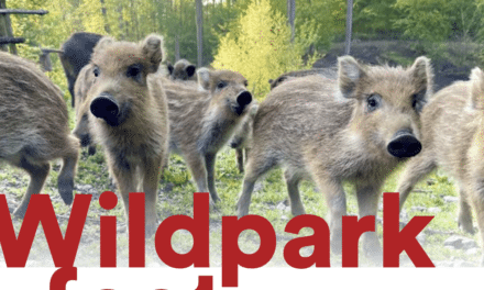 Natur zum Anfassen und Infos zur Klimaanpassung beim Wildparkfest am 17. September