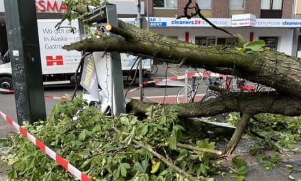 Ast der Kastanie an der Nordstraße abgebrochen