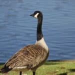 Gänsemanagement 2025: Stadt zieht positive Bilanz