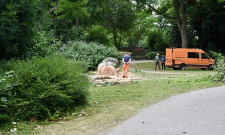 237 kranke Bäume werden gefällt