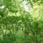 Unterwegs im Grünen”: Städtische Führungen im März