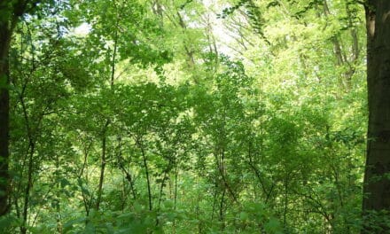 In den städtischen Forstrevieren startet die Waldpflege