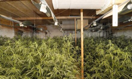 110 Kilogramm Marihuana und 1.100 Cannabispflanzen beschlagnahmt