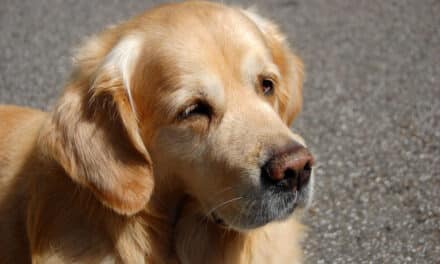 Tiere sind als Weihnachtsgeschenk ungeeignet: Ein Appell des Instituts für Verbraucherschutz und Veterinärwesen