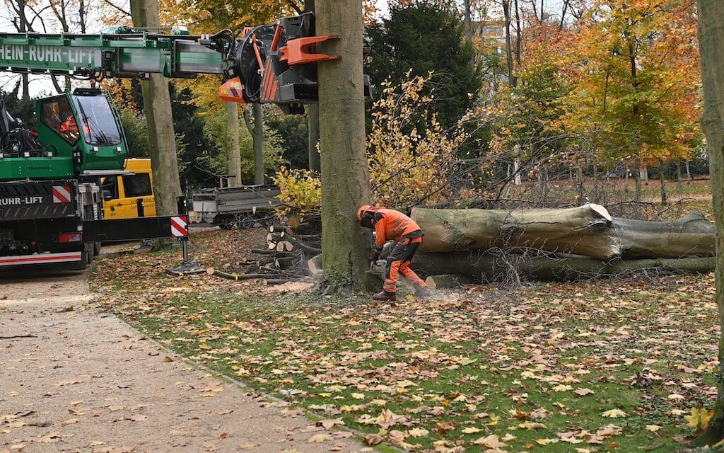 Bäume im Hofgarten müssen gefällt werden