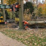 Stadt muss 158 Bäume im Stadtgebiet fällen