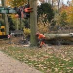 Bäume im Hofgarten müssen gefällt werden