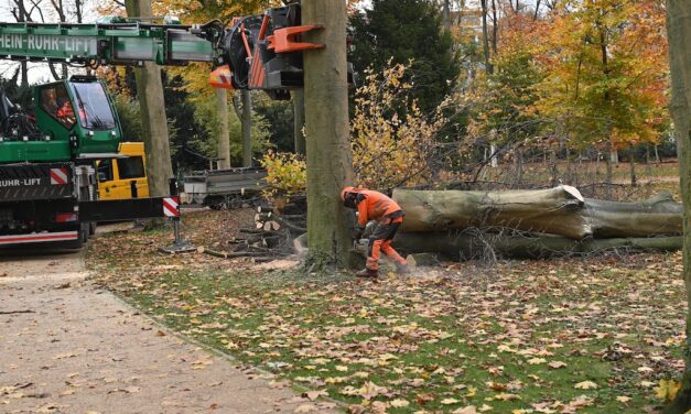 Stadt muss 158 Bäume im Stadtgebiet fällen