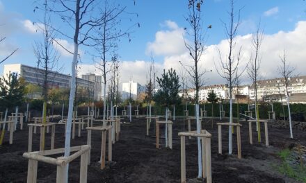 Pflanzarbeiten im Pocketpark an der Albertstraße: Stadt setzt hunderte Bäume und Sträucher