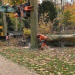 Stadt muss 166 kranke und abgestorbene Bäume fällen