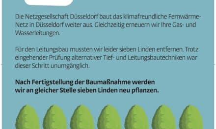 Leitungsarbeiten an der Bonner Straße: Sieben Linden werden neu gepflanzt