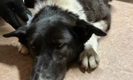 Tierische Rettungsaktion auf der Autobahn: Autobahnpolizei rettet entlaufenen Hund