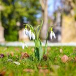 Frühlingszauber in Düsseldorfs Grünanlagen: Ein Farbenspiel erwacht
