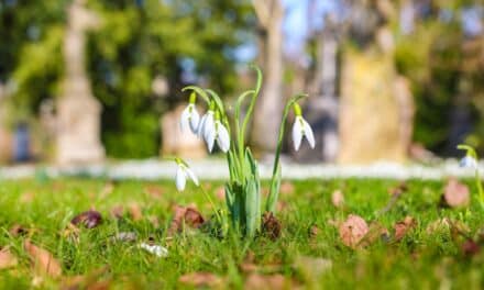 Frühlingszauber in Düsseldorfs Grünanlagen: Ein Farbenspiel erwacht