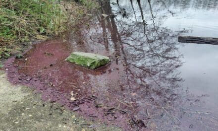 Stadt warnt vor Burgunderblutalge im Menzelsee