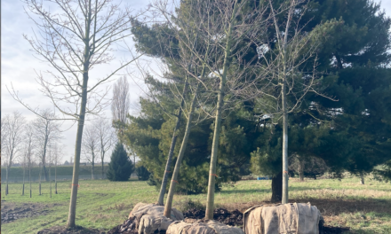 Große Bäume sollen nun im Feldmühlenpark und in der Grünanlage Niederkassel gedeihen