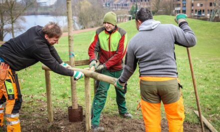 Düsseldorf pflanzt Zukunft: 150 neue Bäume für den Südpark