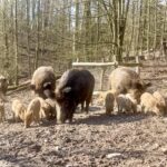 Nachwuchs im Wildpark: Wildschweine haben Junge bekommen