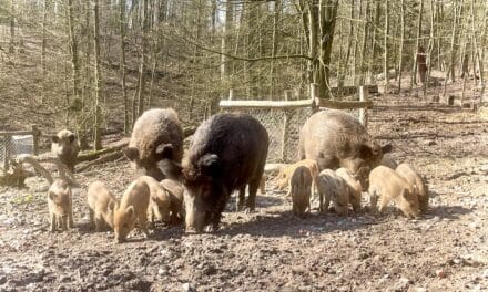 Nachwuchs im Wildpark: Wildschweine haben Junge bekommen