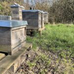 Imkern für Einsteiger: Der Weg zu eigenem Honig