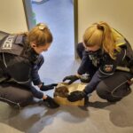 Fuchsbabys in Notlage — Tierischer Einsatz für die Polizei