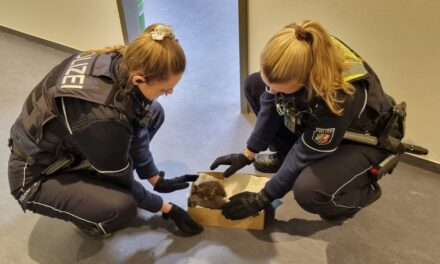Fuchsbabys in Notlage — Tierischer Einsatz für die Polizei