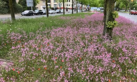 Baumstandorte an der Hildener Straße saniert