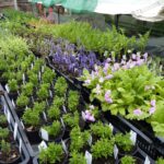 Seltene Pflanzen für den heimischen Garten: Frühjahrspflanzenbörse im Botanischen Garten