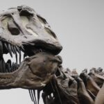 Tyrannosaurus rex – so schlau wie Krokodile