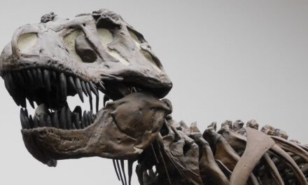 Tyrannosaurus rex – so schlau wie Krokodile