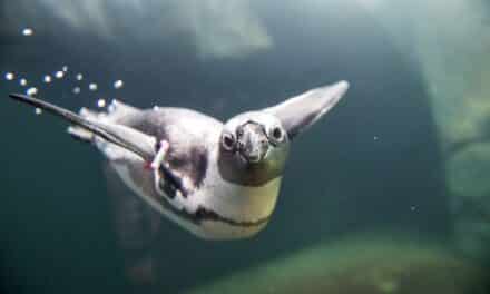Frühjahrsputz bei Alvin, Picchio und Co. im Aquazoo