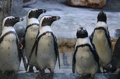 Brillenpinguine kehren in ihr Gehege zurück