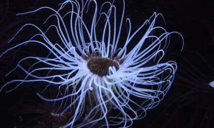 Sommerferienaktionen im Aquazoo Löbbecke Museum