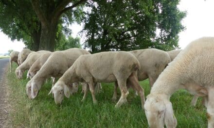 Mahdkonzept für Düsseldorfer Deiche zur Stärkung der Biodiversität