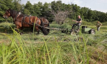 Landschaftspflege mit dem Rückepferd – französische Kaltblut-Wallache mähen Wiese im Naturschutzgebiet Eller Forst