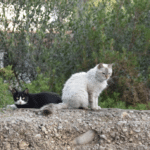 Katzenkastration für den Tierschutz