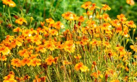 Üppige Pflanzenpracht im Botanischen Garten: Herbstliche Eindrücke im Düsseldorfer Süden