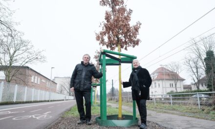Neue Bäume für die Stadt: In Düsseldorf läuft die Pflanzsaison