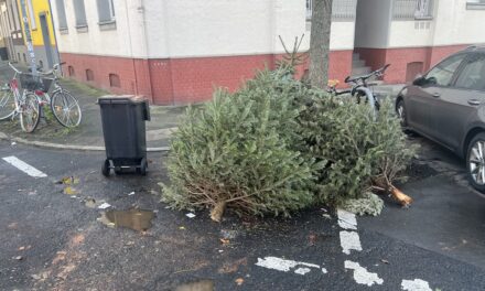 Weihnachtsbäume vorzeitig am Straßenrand: AWISTA mahnt zur Einhaltung der Abholtermine