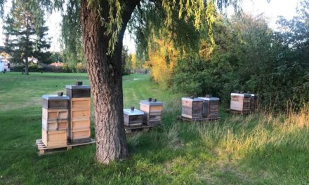 Rheinbienen e. V. bietet Imkerkurs für Einsteiger an