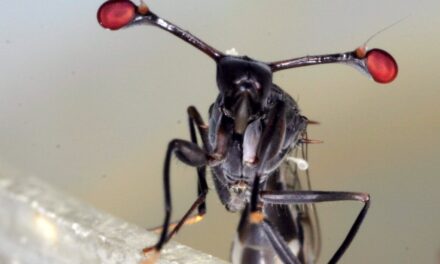 Workshop für Erwachsene zu Insekten im Aquazoo