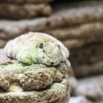 Tierfotografie im Aquazoo: Workshop für Erwachsene