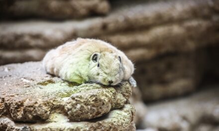 Tierfotografie im Aquazoo: Workshop für Erwachsene