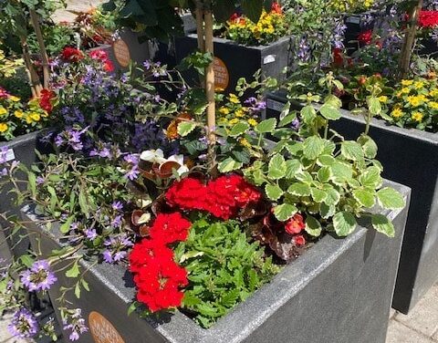 Blumenoasen für den Düsseldorfer Norden