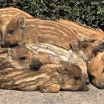Hände weg von jungen Wildtieren!