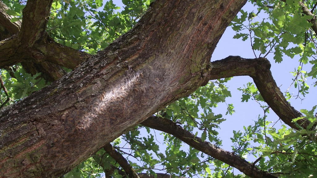 Am Baum befindet sich ein Nest mit Raupen des Eichenprozessionsspinners,©Landeshauptstadt Düsseldorf/Gartenamt